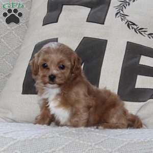 Sprinkle, Maltipoo Puppy